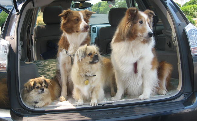 Travelling with Dogs this Summer
